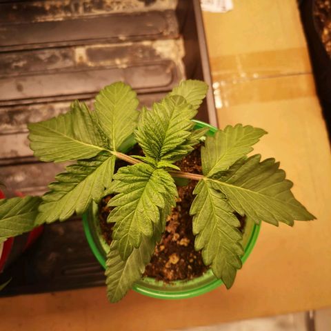 Blueberry cookies 2nd grow growlog timeline photo