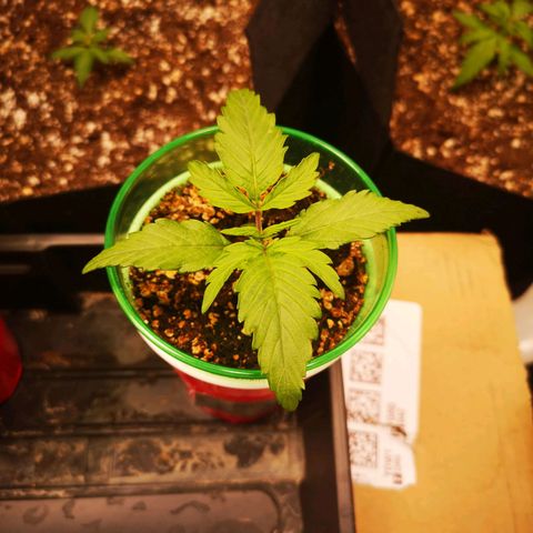 Blueberry cookies 2nd grow 2 growlog timeline photo