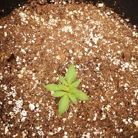 Cdlc growlog timeline photo