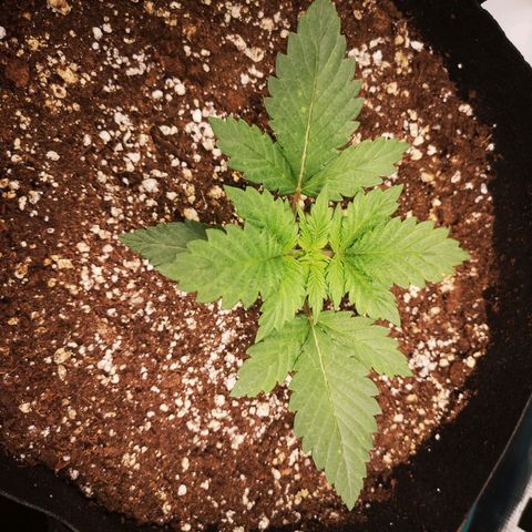 Cdlc 1/2 & 1/2 growlog timeline photo