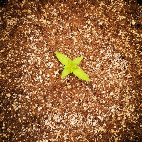 Cdlc myco growlog timeline photo