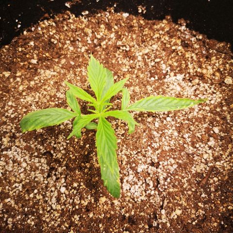 Forgotten cookies growlog timeline photo