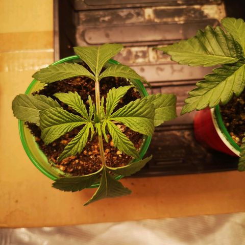 Orange cookie chem 2nd grow growlog timeline photo