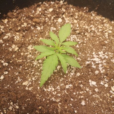 Hubbabubba haze growlog timeline photo