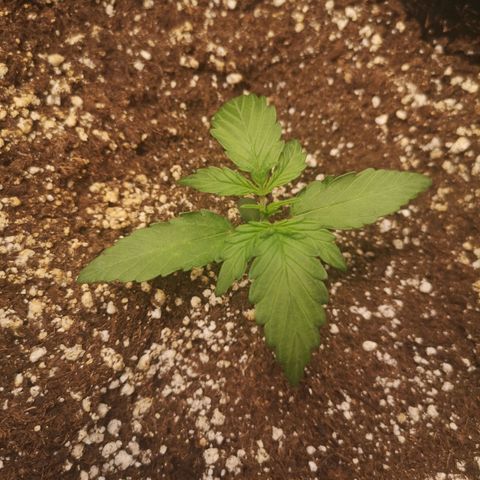 Mango smile growlog timeline photo