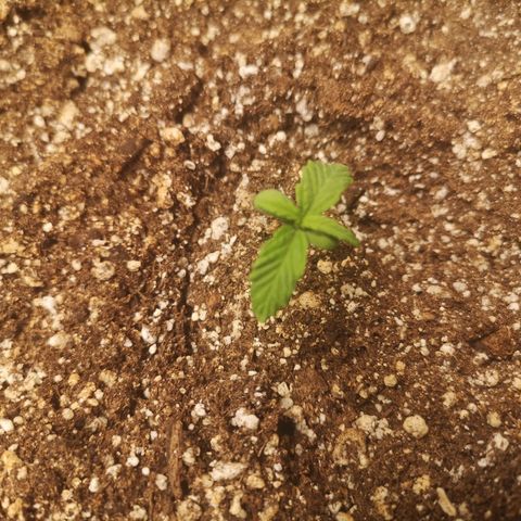 Ripleys og growlog timeline photo