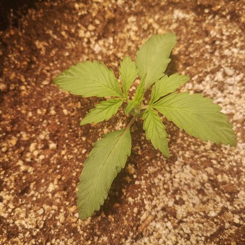 Sour crinkle growlog timeline photo