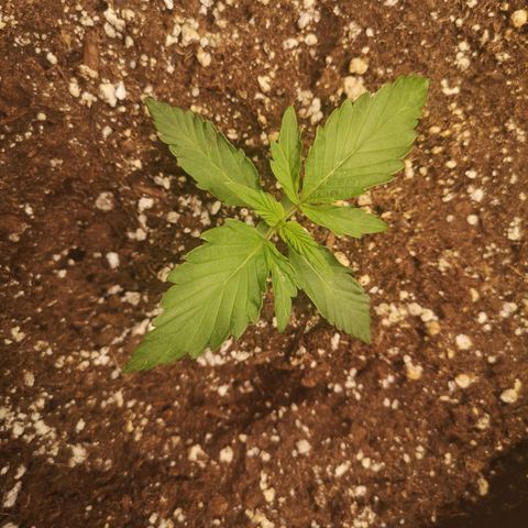 strawberry stomper growlog timeline photo