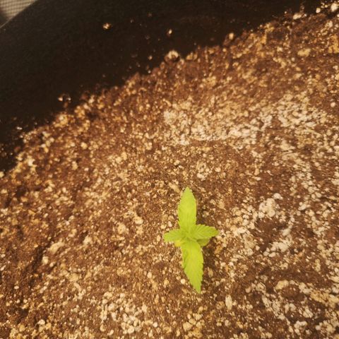 avt x 3 bears og growlog timeline photo