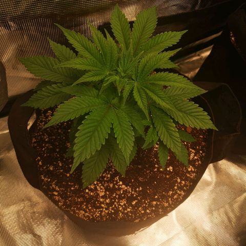 wedding cake growlog timeline photo