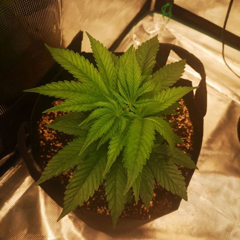 wedding cake 2 growlog timeline photo
