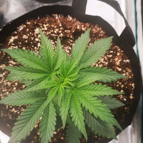 Grape Diamonds growlog timeline photo