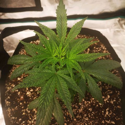 Grape Diamonds 2 growlog timeline photo