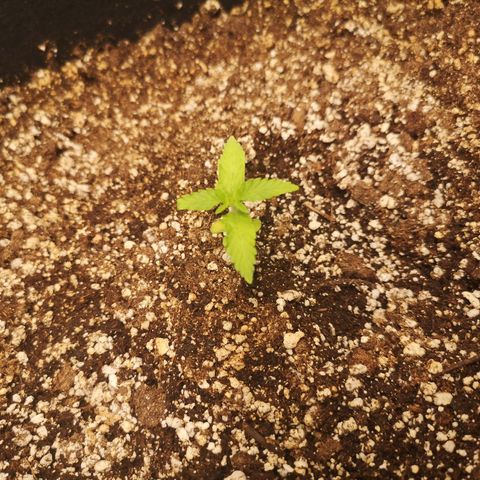 avt x 3 bears og growlog timeline photo
