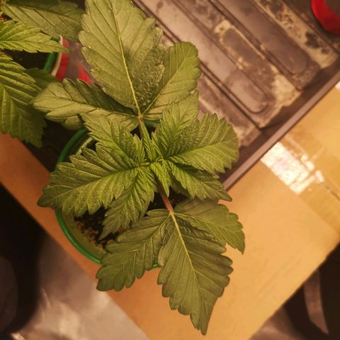 Blueberry cookies 2nd grow growlog timeline photo