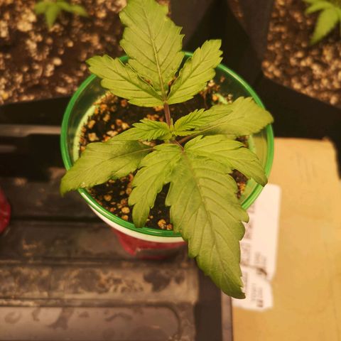 Blueberry cookies 2nd grow 2 growlog timeline photo