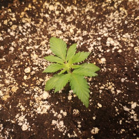 Cdlc growlog timeline photo