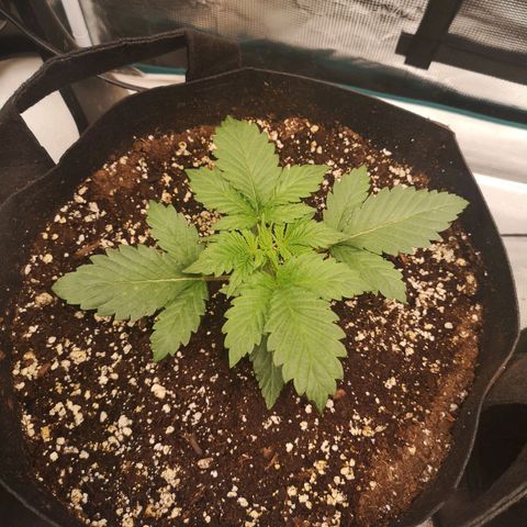 Cdlc 1/2 & 1/2 growlog timeline photo