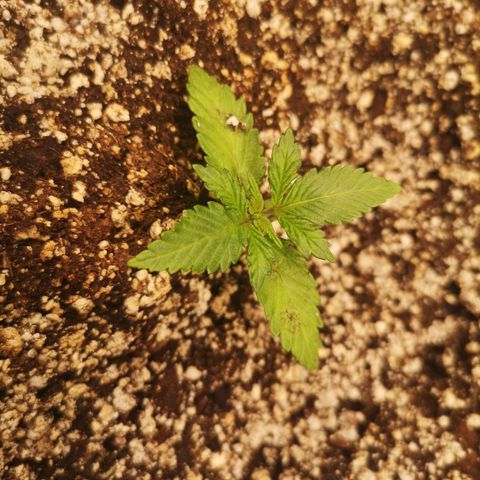 Cdlc myco growlog timeline photo