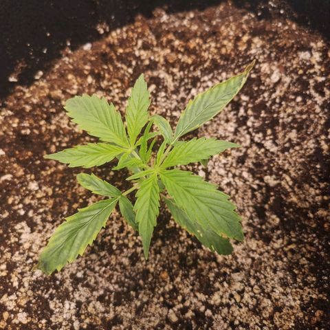 Forgotten cookies growlog timeline photo
