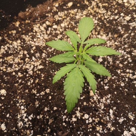 Hubbabubba haze growlog timeline photo