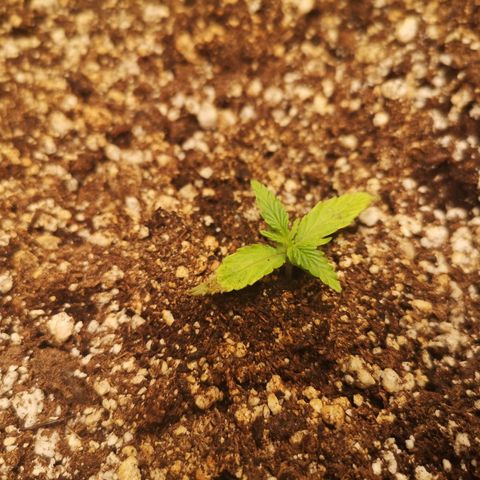 Hubbabubba haze myco growlog timeline photo