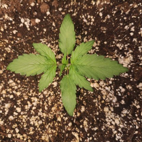 Mango smile growlog timeline photo