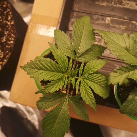 Orange cookie chem 2nd grow growlog timeline photo