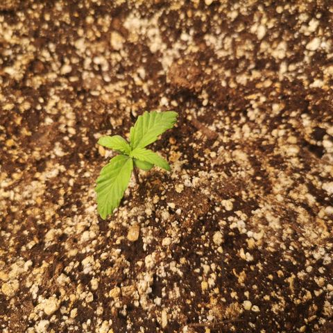 Ripleys og growlog timeline photo