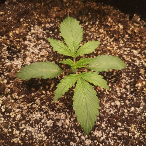 Sour crinkle growlog timeline photo