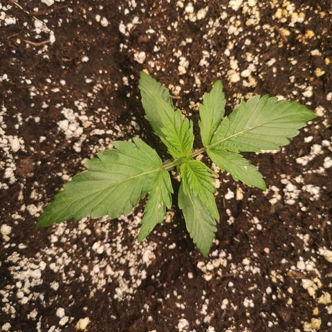strawberry stomper growlog timeline photo