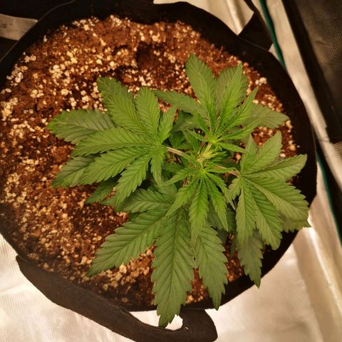 Grape Diamonds growlog timeline photo