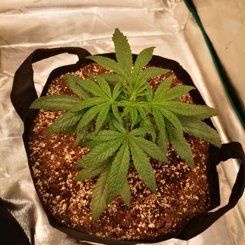 Grape Diamonds 2 growlog timeline photo