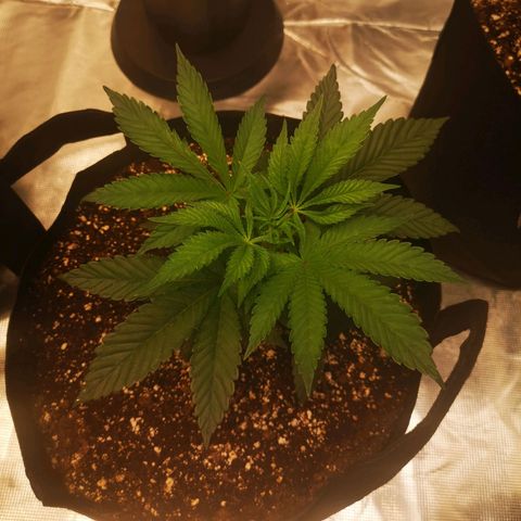 Wedding cake 3 growlog timeline photo