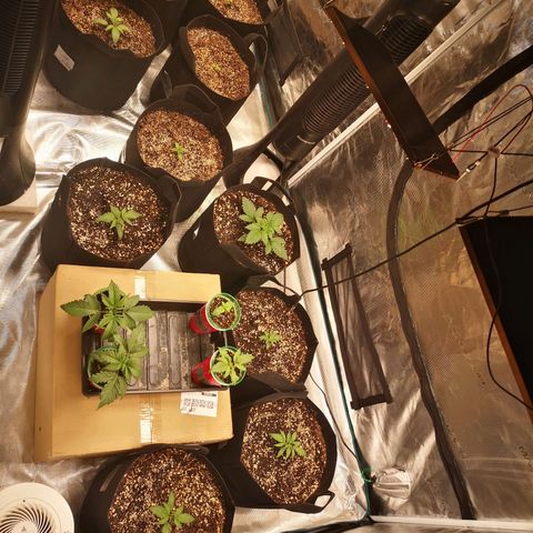 Cdlc growlog timeline photo