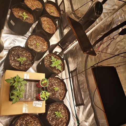 Cdlc growlog timeline photo