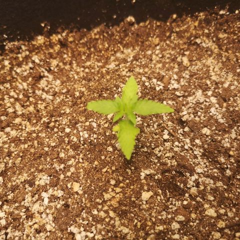 avt x 3 bears og growlog timeline photo