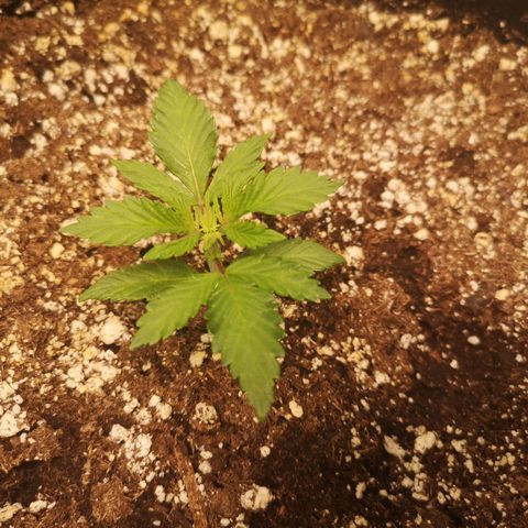 Cdlc growlog timeline photo