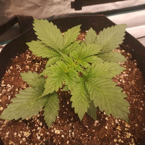 Cdlc 1/2 & 1/2 growlog timeline photo