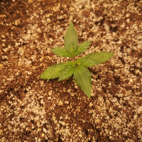 Cdlc myco growlog timeline photo