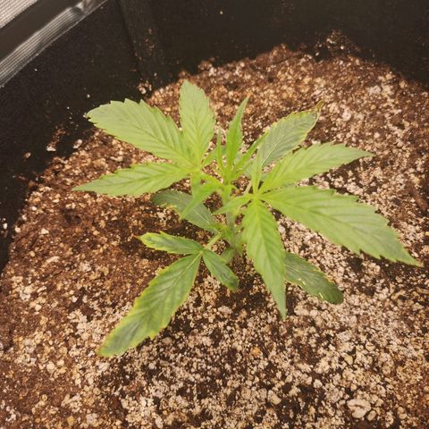 Forgotten cookies growlog timeline photo