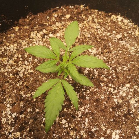 Hubbabubba haze growlog timeline photo