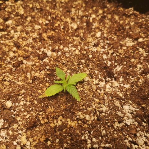 Hubbabubba haze myco growlog timeline photo