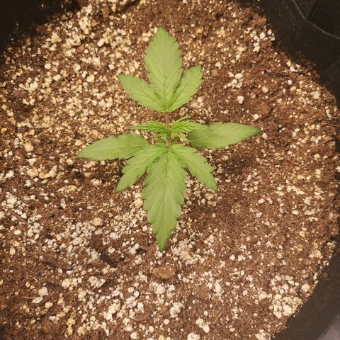 Mango smile growlog timeline photo