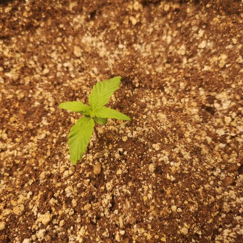 Ripleys og growlog timeline photo