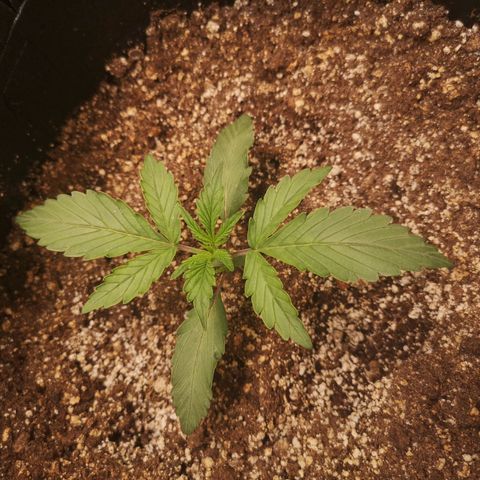 Sour crinkle growlog timeline photo