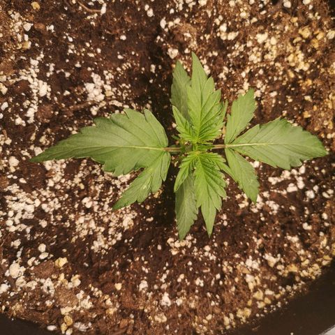 strawberry stomper growlog timeline photo