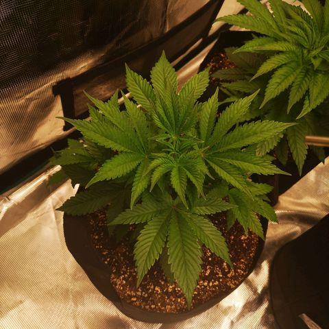 wedding cake growlog timeline photo