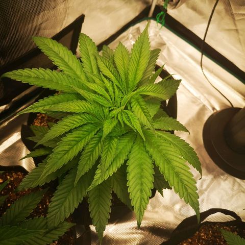 wedding cake 2 growlog timeline photo