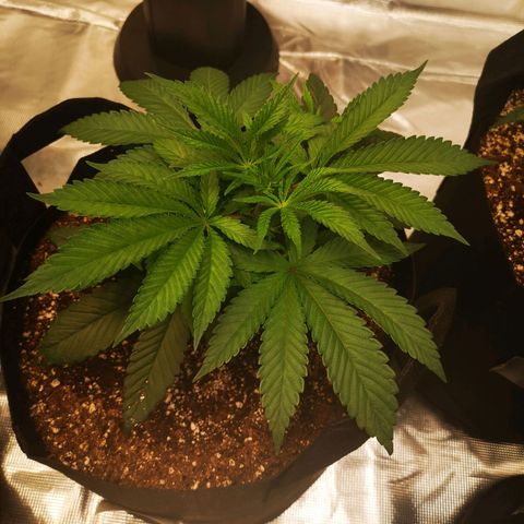 Wedding cake 3 growlog timeline photo